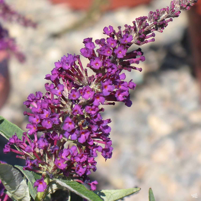 Butterfly Bush Buzz Magenta|2 gal