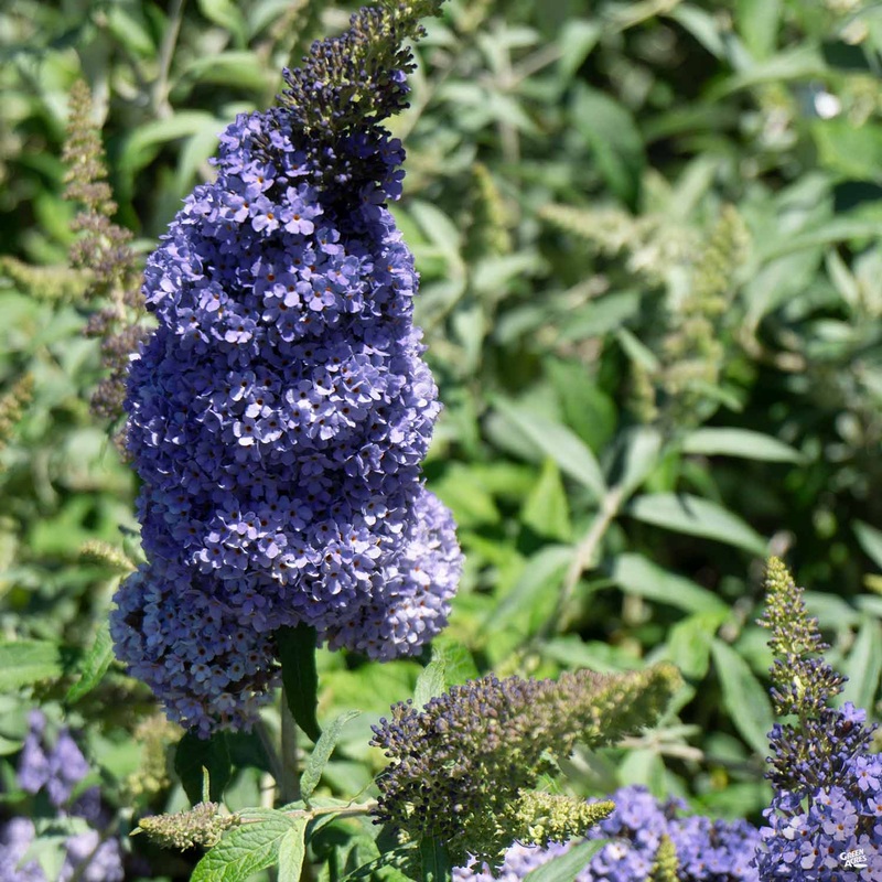 Butterfly Bush Buzz Sky Blue|1 gal|2 gal|5 gal