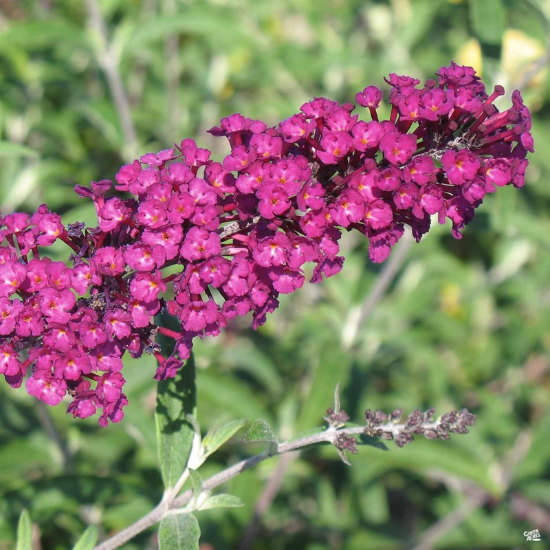 Butterfly Bush ‘Royal Red’|3 gal [v::tx]|5 gal