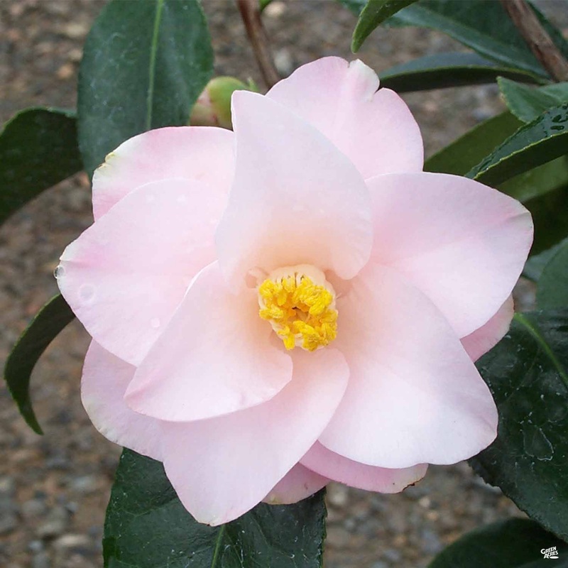 Camellia j. ‘Magnoliaeflora’ | Matsuda’s