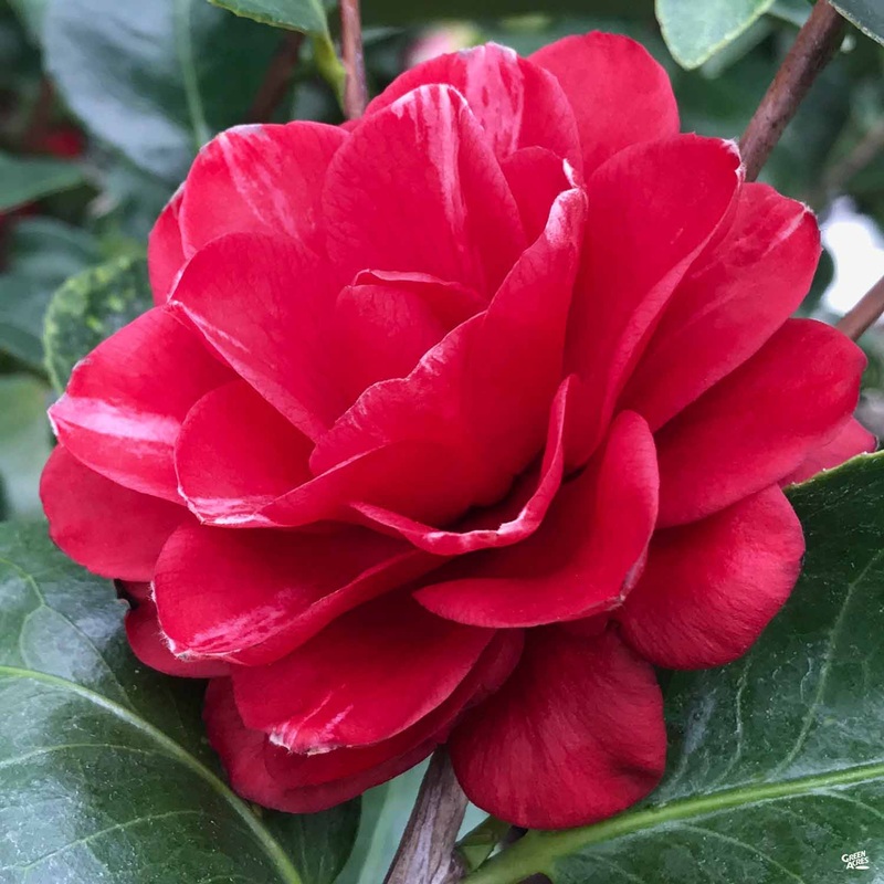 Camellia j. ‘Mrs. Charles Cobb’ | Matsuda’s