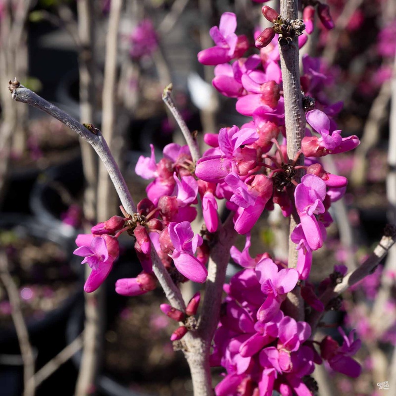 Chinese Redbud ‘Don Egolf’|5 gal