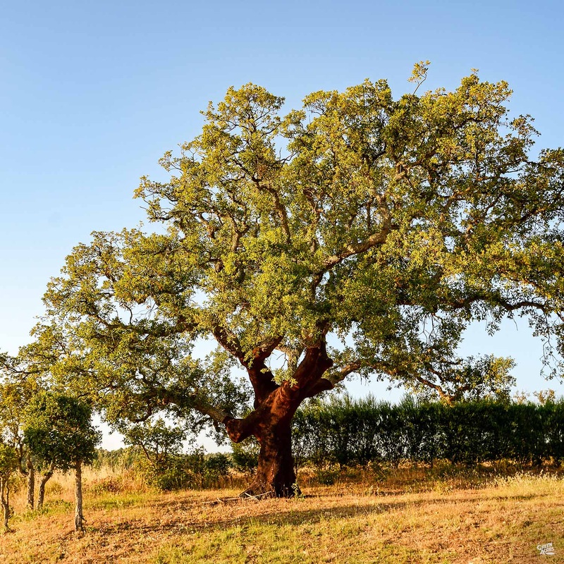 Cork Oak|15 gal