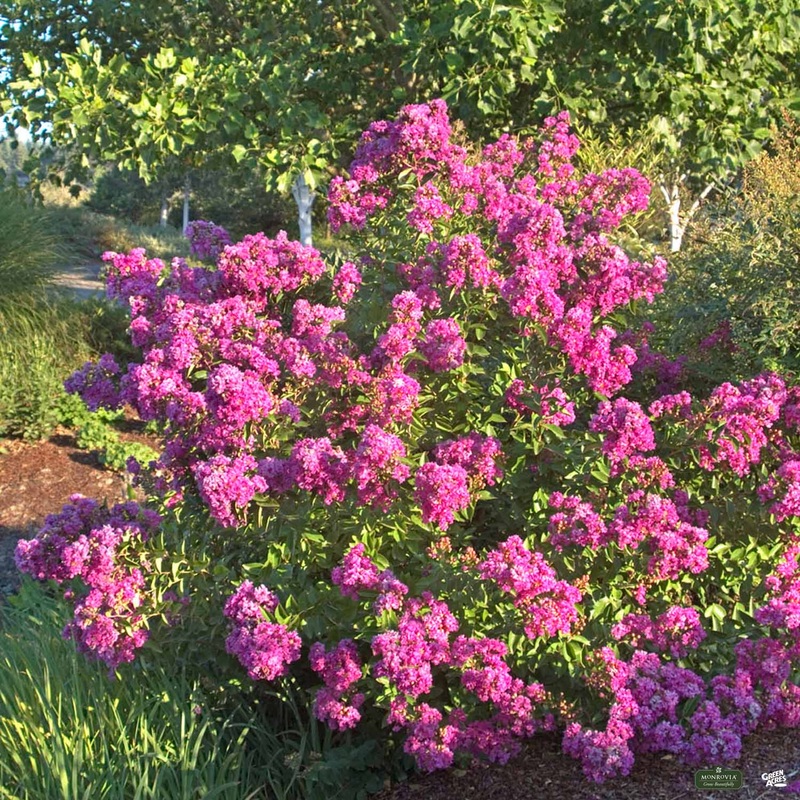 Crape Myrtle ‘Petite Orchid’ Multi-Trunk | Monrovia