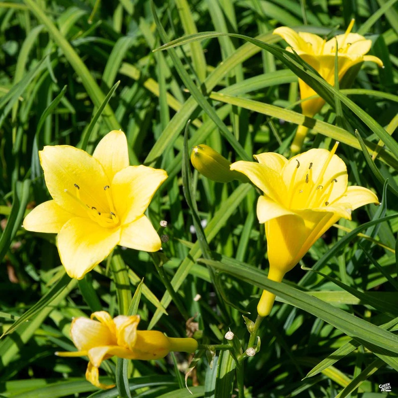 Daylily ‘Penny’s Worth’|1 gal