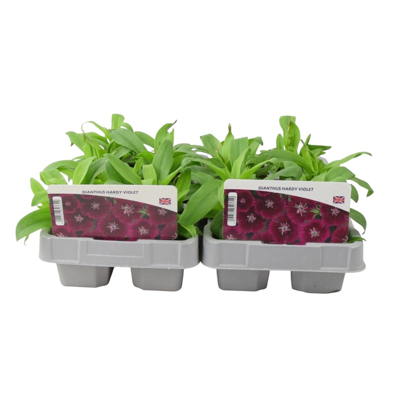 Dianthus Hardy Violet 12 Plants UK Grown, Recyclable Packs