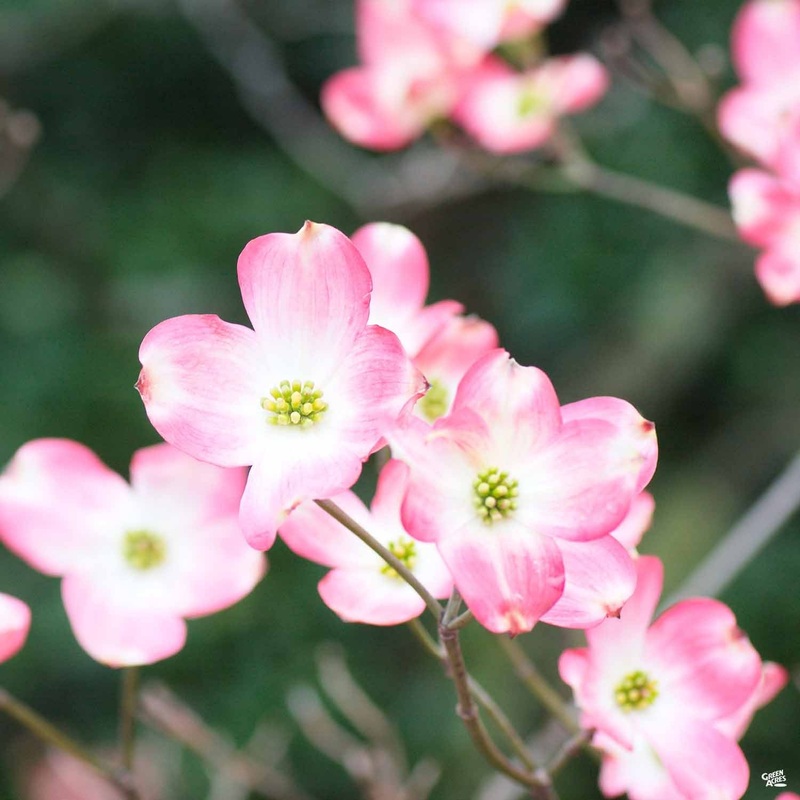 Dogwood ‘Stellar Pink’|15 gal