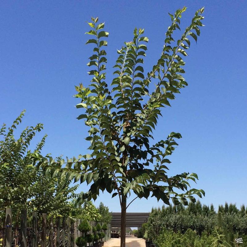 Elm ‘Emerald Sunshine’|15 gal|24″ box