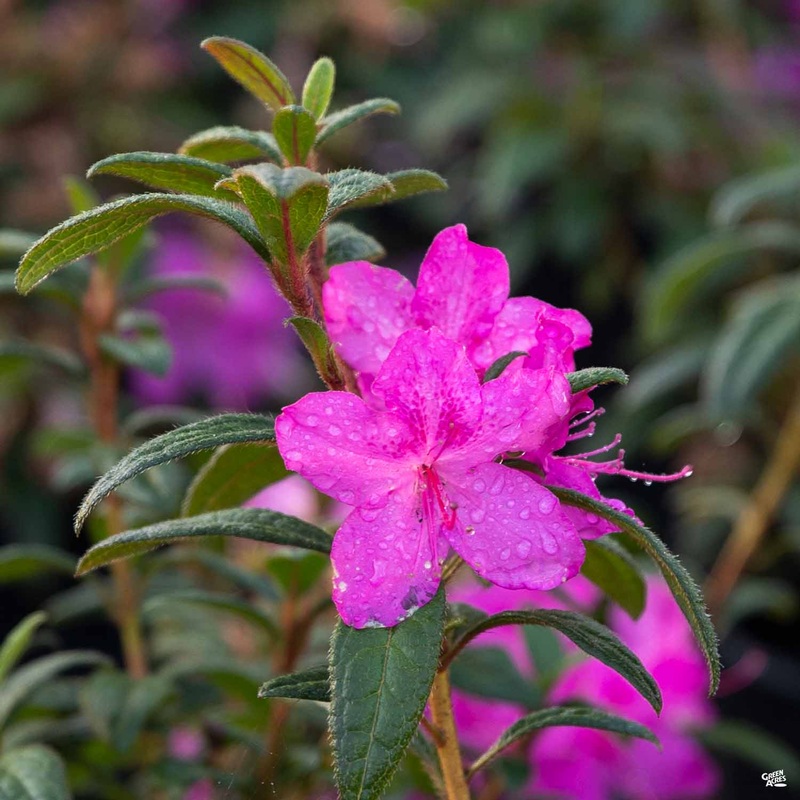 Encore Azalea Autumn Amethyst