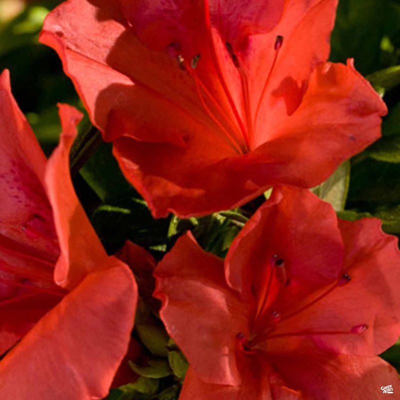 Encore Azalea Autumn Sunset|01T|03T [v::tx]