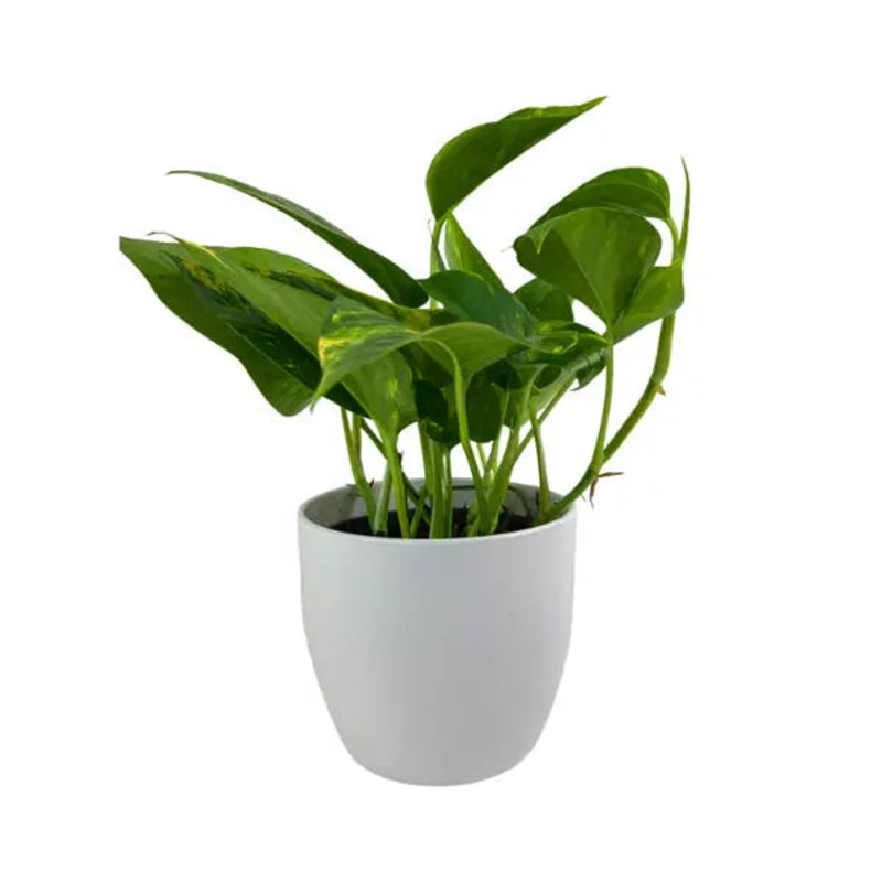 Epipremnum Aureum Devils Ivy  Indoor Plant in 12cm White Pot
