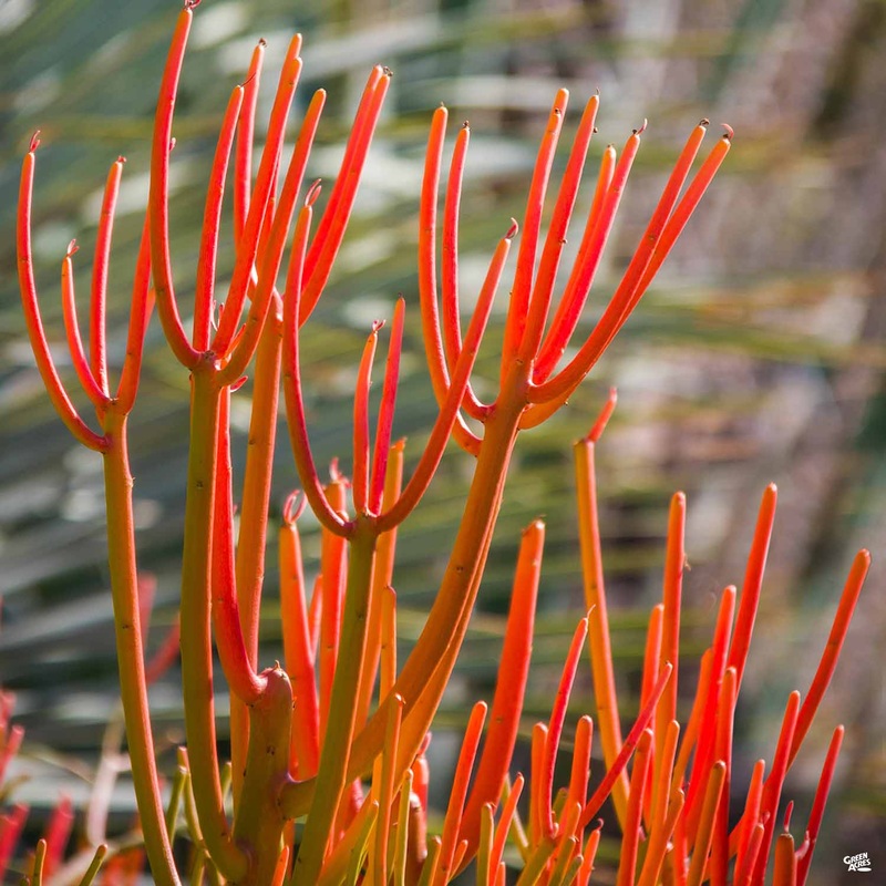 Euphorbia ‘Sticks on Fire’|8″