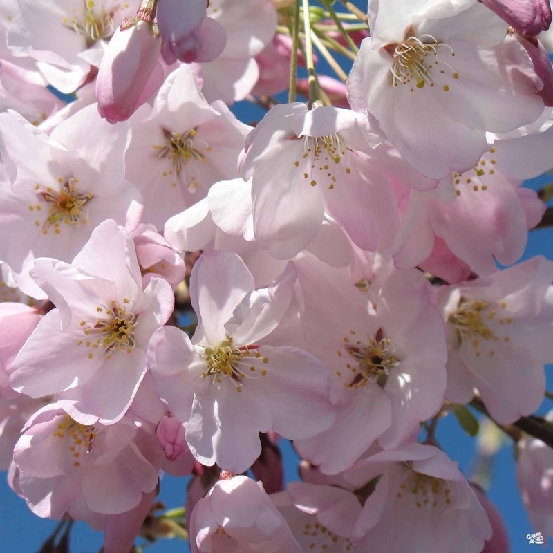 Flowering Cherry ‘Akebono’|15 gal