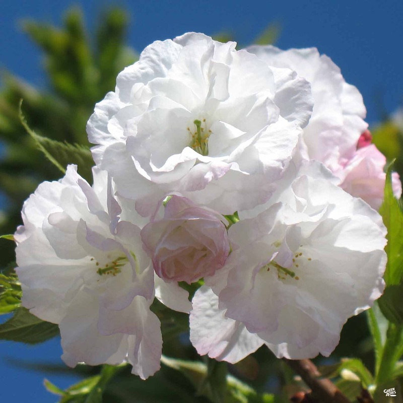 Flowering Cherry ‘Mt. Fuji’|15 gal