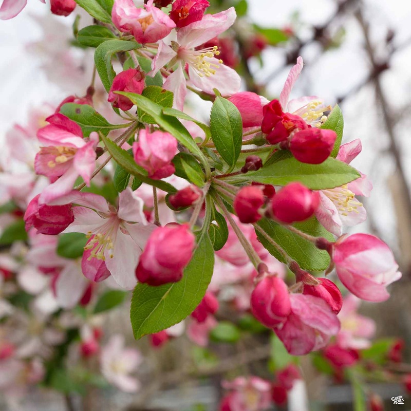 Flowering Crabapple ‘Prairifire’