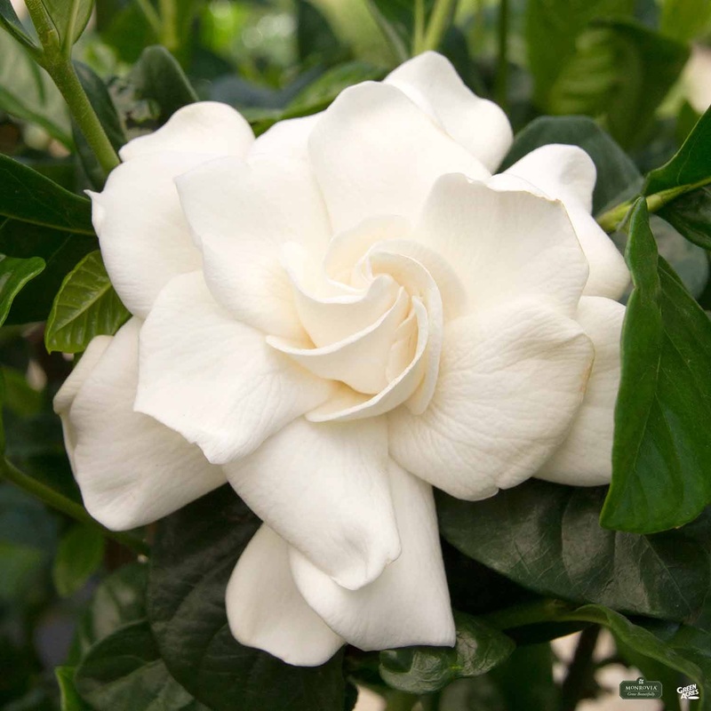 Gardenia ‘First Love’ | Monrovia