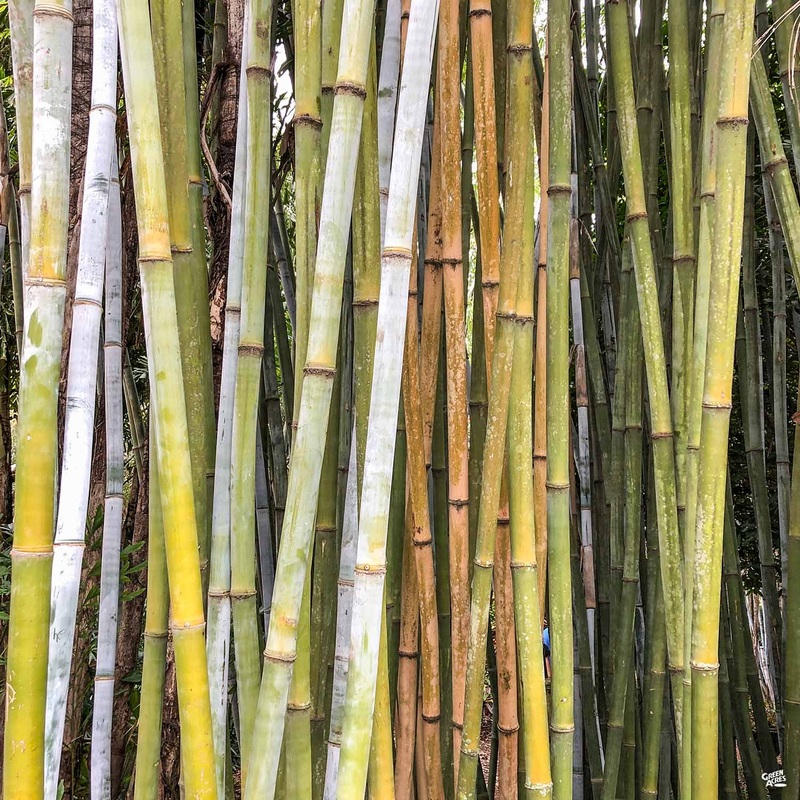 Giant Timber Bamboo|15 gal