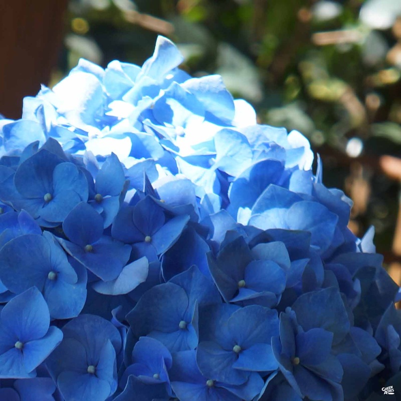 Hydrangea ‘Enziandom’|2 gal[v::tx]|5 gal