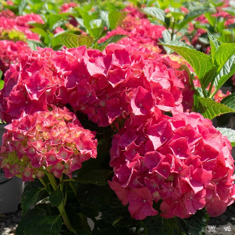 Hydrangea ‘Glowing Embers’|2 gal