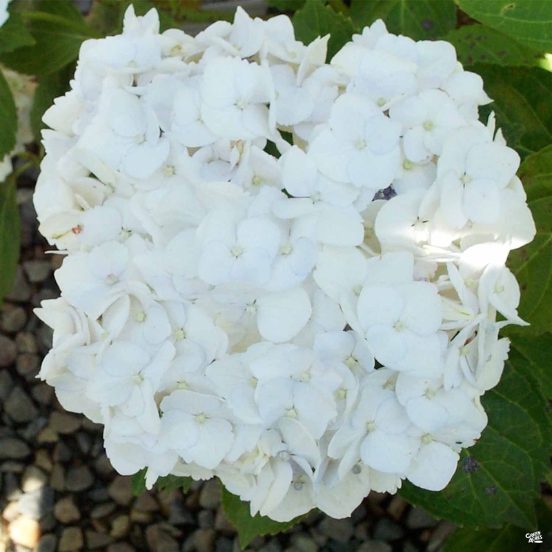 Hydrangea ‘White’|5 gal