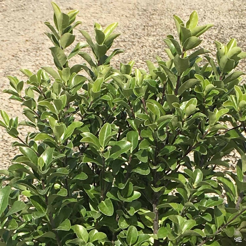 Irish Fortune Black Stem Pittosporum