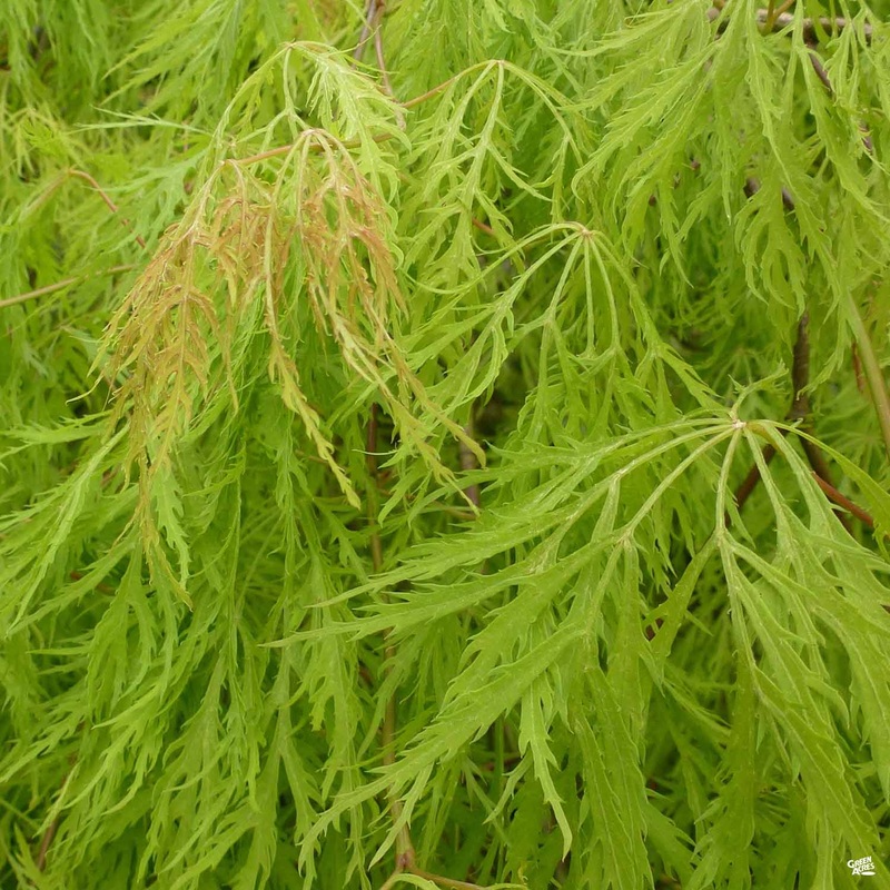 Japanese Laceleaf Maple ‘Viridis’