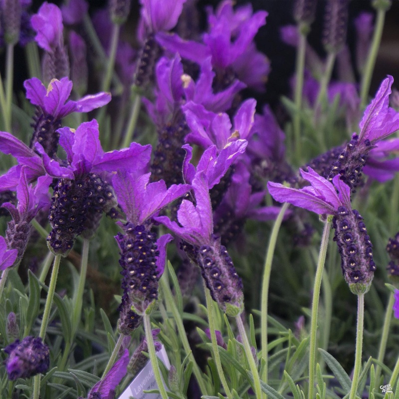 Javelin Forte Deep Purple Spanish Lavender