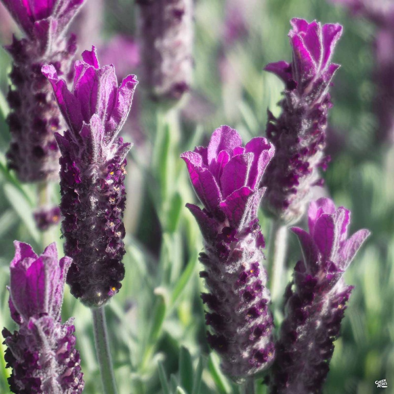 Lavender ‘Anouk Deep Rose’|1 gal