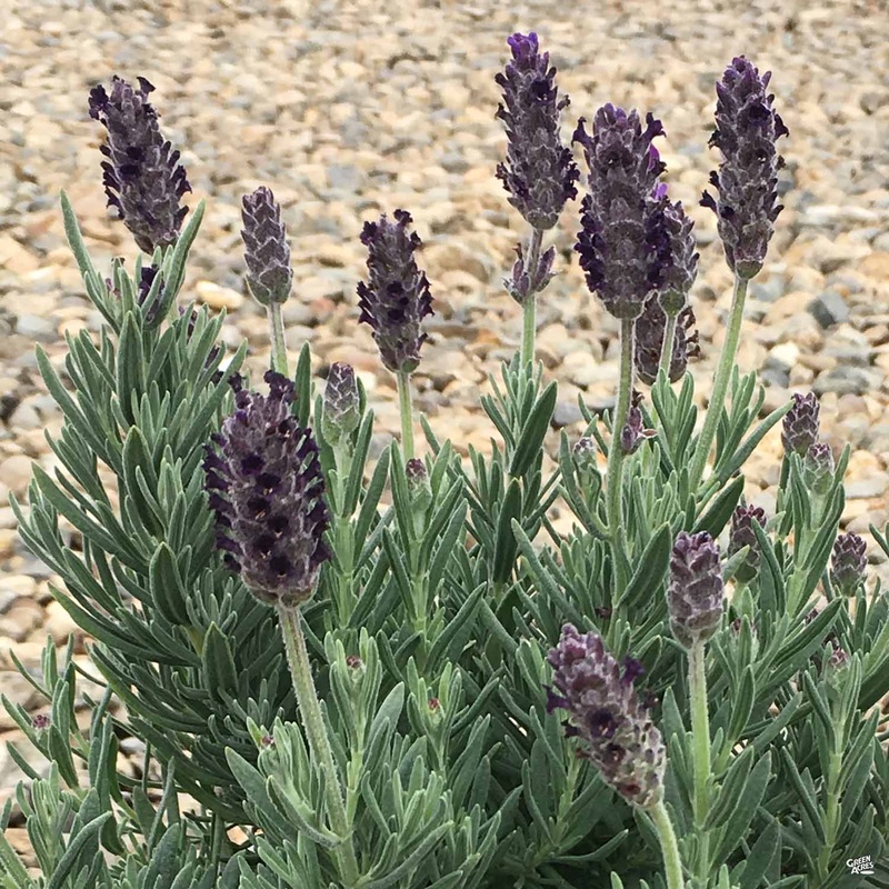 Lavender ‘Anouk Purple Crown’|1 gal