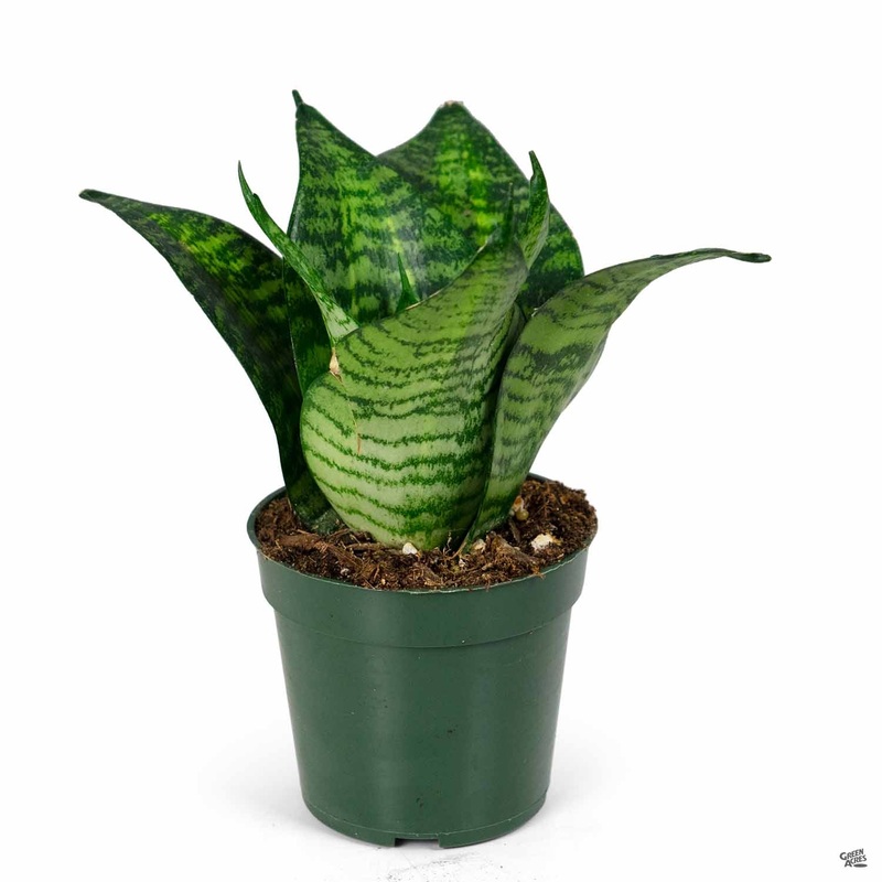 Sansevieria ‘Star Power’|4″