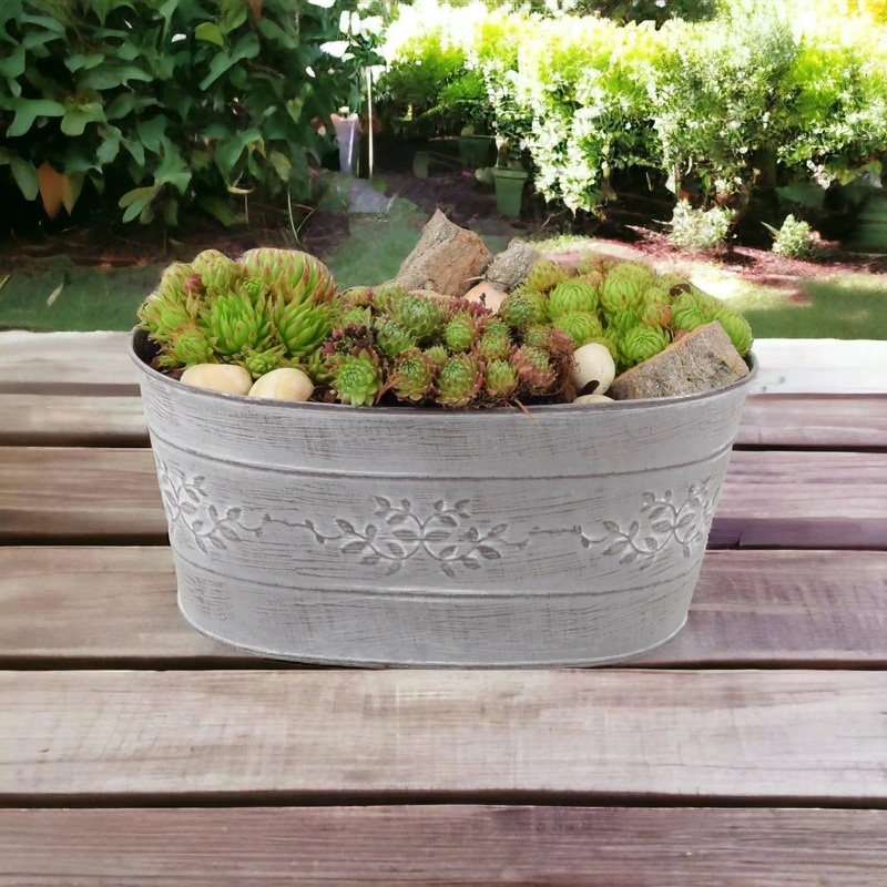 Sempervivum Leafy Vine Trough Planter  Hardy Succulent in Decorative Metal Trough