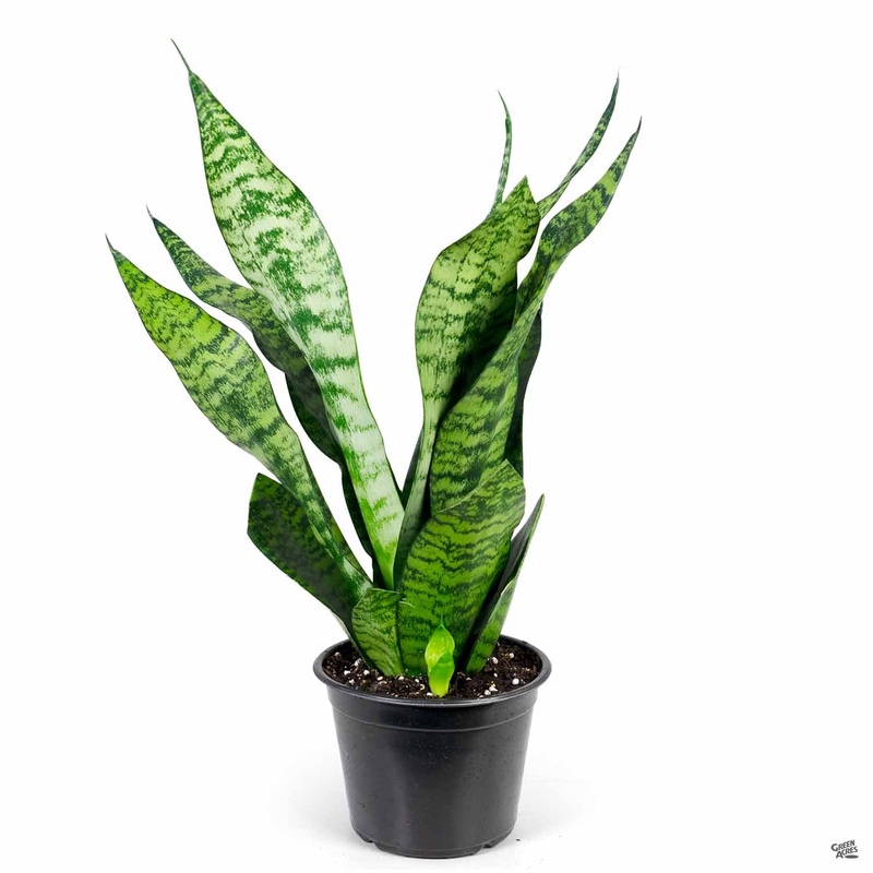 Snake Plant ‘Futura Green’|6″
