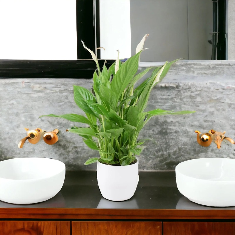 Spathiphyllum Peace Lily in White Ceramic Pot  Indoor Flowering Plant