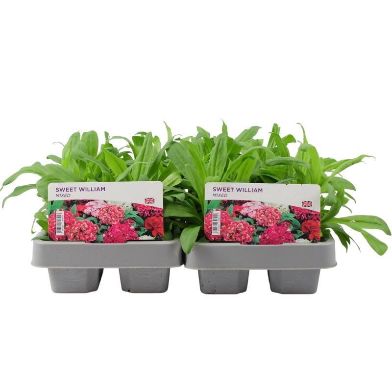 Sweet William Mixed 12 Plants 2 x 6 Packs – Garden Ready