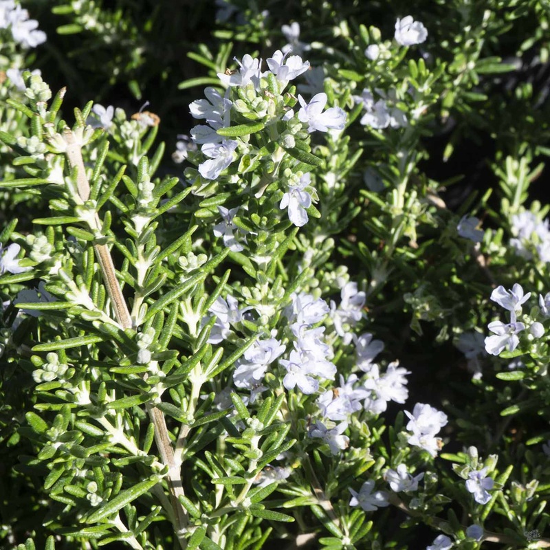 Trailing Rosemary Herb|4″