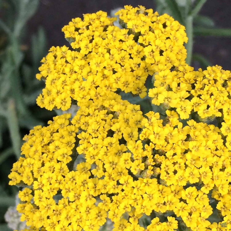 Yarrow ‘Little Moonshine’|1 gal|1 gal[v::tx]