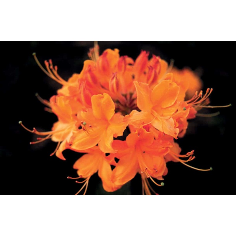 Aromi Sunrise Native Azalea|2.5 Quart|2.4 Gallon