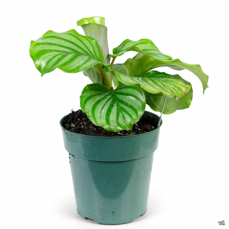 Calathea ‘Orbifolia’|6″