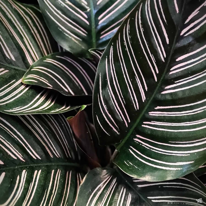Calathea ‘Ornata’|6″