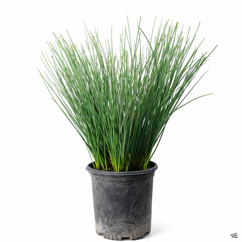 California Gray Rush|1 gal