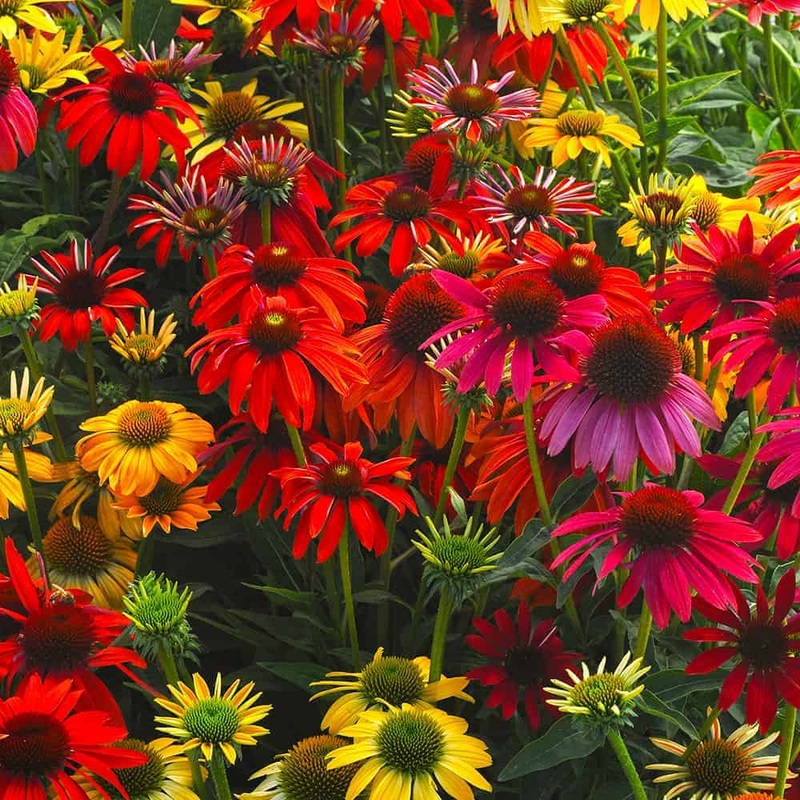 Cheyenne Spirit Echinacea|2.5 Quart