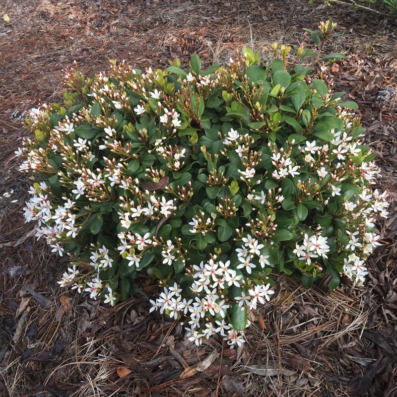 Clean Sweep Snowbank Indian Hawthorne