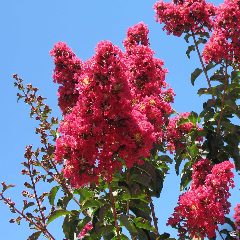 Crape Myrtle ‘Arapaho’ Standard Trunk