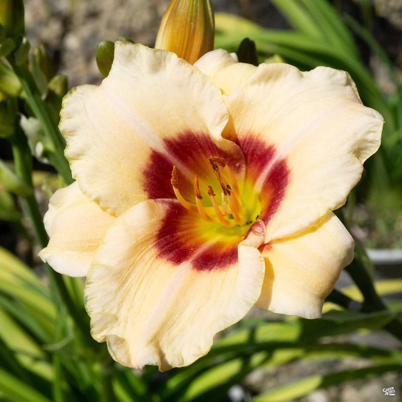 Daylily ‘Pandora’s Box’|1 gal