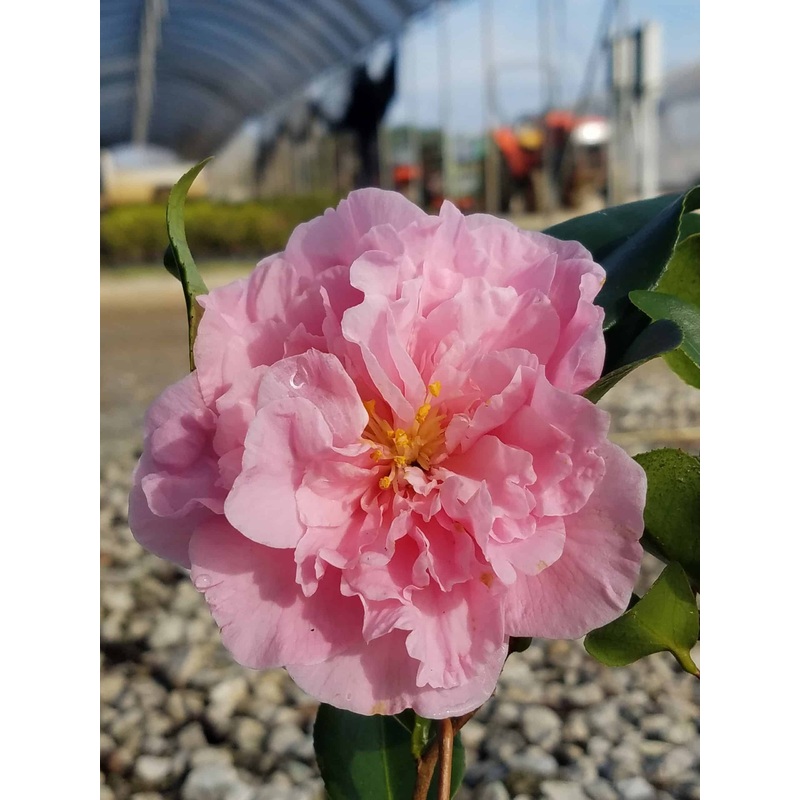 Egao Corkscrew Camellia|2.4 Gallon|2.5 Quart