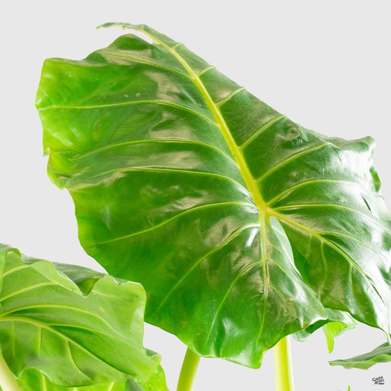 Elephant Ear ‘Lutea’|12″ premium