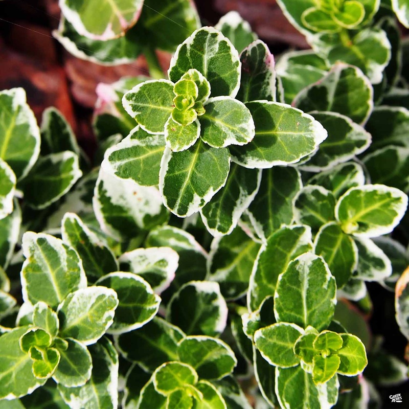 Euonymus ‘Emerald Gaiety’|1 gal