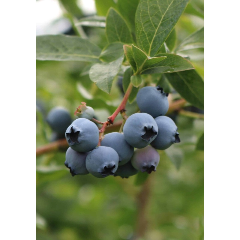 For Heaven’s Sake Rabbiteye Blueberry