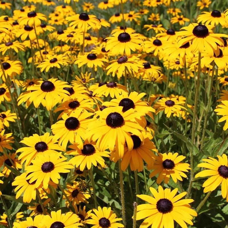 ‘Goldstrum’ Black Eyed Susan Rudbeckia