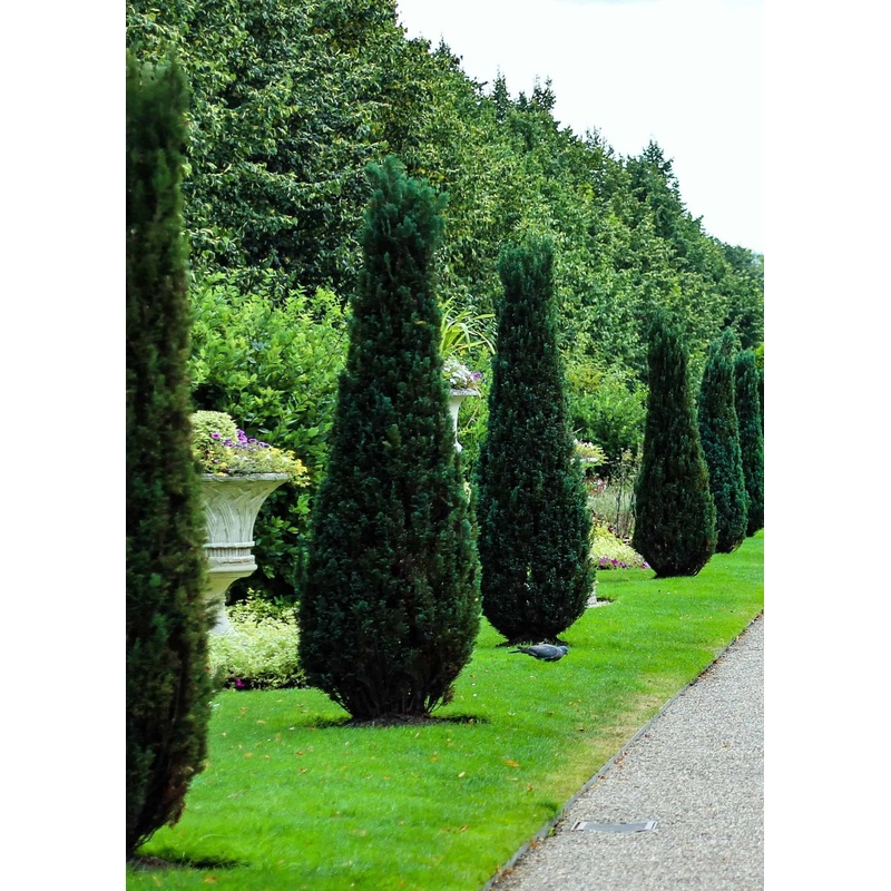 Green Hetzi Columnar Juniper Tree